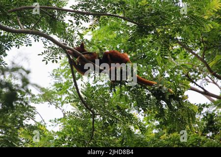 Arbre de Goodfellow kangourou haut sur une branche d'arbre au parc d'aventure à Port Moresby, Papouasie-Nouvelle-Guinée (PNG) Banque D'Images