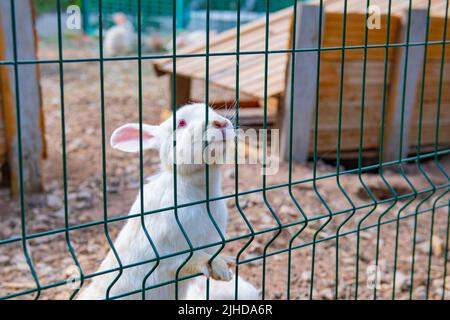 plusieurs lapins se trouvent dans une cage dans une maison Banque D'Images