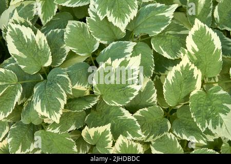 Gros plan des feuilles d'une plante Hosta verte et blanche formant un dessin abstrait Banque D'Images