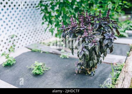 Mise au point sélective. Fleur de basilic violet foncé Opal dans le lit de jardin, fleurs de basilic pourpres. Assaisonnement de basilic dans le jardin. Herbe saine Banque D'Images