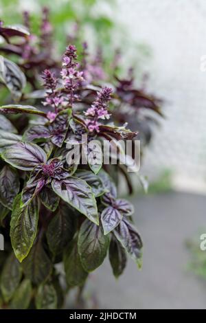 Mise au point sélective. Fleur de basilic violet foncé Opal dans le lit de jardin, fleurs de basilic pourpres. Assaisonnement de basilic dans le jardin. Herbe saine Banque D'Images