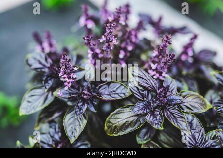 Mise au point sélective. Fleur de basilic violet foncé Opal dans le lit de jardin, fleurs de basilic pourpres. Assaisonnement de basilic dans le jardin. Herbe saine Banque D'Images