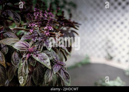 Mise au point sélective. Fleur de basilic violet foncé Opal dans le lit de jardin, fleurs de basilic pourpres. Assaisonnement de basilic dans le jardin. Herbe saine Banque D'Images