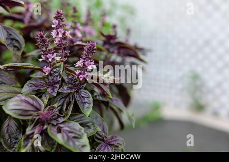 Mise au point sélective. Fleur de basilic violet foncé Opal dans le lit de jardin, fleurs de basilic pourpres. Assaisonnement de basilic dans le jardin. Herbe saine Banque D'Images