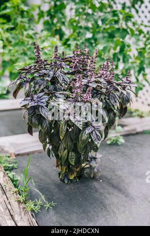 Mise au point sélective. Fleur de basilic violet foncé Opal dans le lit de jardin, fleurs de basilic pourpres. Assaisonnement de basilic dans le jardin. Herbe saine Banque D'Images