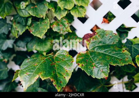 Maladies des feuilles de raisin. Taches brunes rougeâtres angulaires avec trous de grenaille sur les feuilles de raisin causées par l'anthracnose du raisin. Rouille du raisin. Banque D'Images