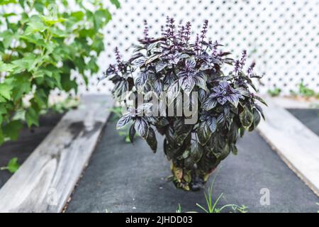 Mise au point sélective. Fleur de basilic violet foncé Opal dans le lit de jardin, fleurs de basilic pourpres. Assaisonnement de basilic dans le jardin. Herbe saine Banque D'Images