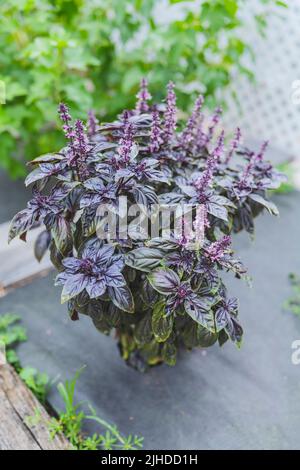 Mise au point sélective. Fleur de basilic violet foncé Opal dans le lit de jardin, fleurs de basilic pourpres. Assaisonnement de basilic dans le jardin. Herbe saine Banque D'Images