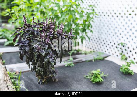 Mise au point sélective. Fleur de basilic violet foncé Opal dans le lit de jardin, fleurs de basilic pourpres. Assaisonnement de basilic dans le jardin. Herbe saine Banque D'Images