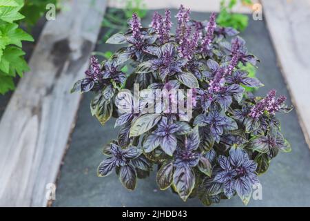 Mise au point sélective. Fleur de basilic violet foncé Opal dans le lit de jardin, fleurs de basilic pourpres. Assaisonnement de basilic dans le jardin. Herbe saine Banque D'Images