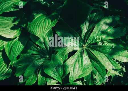 Feuilles de mayonnaise himalayenne dans le jardin. Jour ensoleillé. Banque D'Images