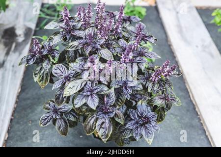 Mise au point sélective. Fleur de basilic violet foncé Opal dans le lit de jardin, fleurs de basilic pourpres. Assaisonnement de basilic dans le jardin. Herbe saine Banque D'Images