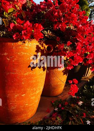 Grand bougainvillea, Bougainvillea spectabilis, en pots de terre cuite Banque D'Images