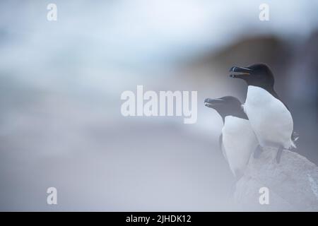 Deux Razorbills perchés sur les rochers de la côte irlandaise, Irlande Banque D'Images