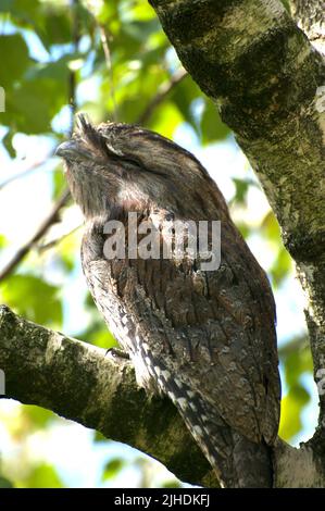 Ce grenouille Tawny (Podargus Strigoides) était un visiteur de ma maison.Frogmouths sont nocturnes, il a donc décidé de passer la journée dans mon arbre. Banque D'Images