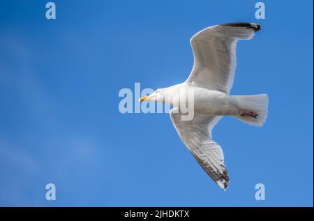 Mouette argentée adulte (Larus argentatus) en vol contre le ciel bleu au Royaume-Uni. Seagull volant. Banque D'Images