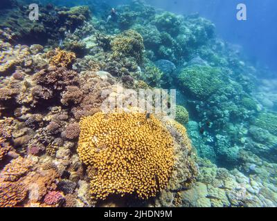 Paysage sous-marin, belle diversité de corail coloré jardin et poissons dans la mer rouge étonnante, Marsa Alam, Egypte Banque D'Images