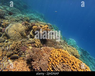 Paysage sous-marin, belle diversité de corail coloré jardin et poissons dans la mer rouge étonnante, Marsa Alam, Egypte Banque D'Images