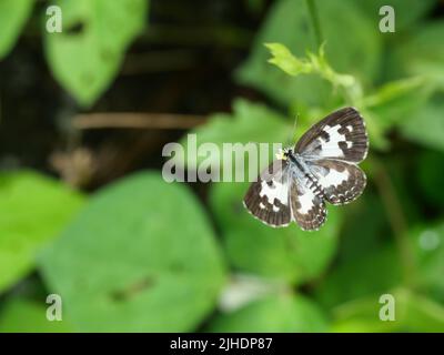 Papillon de Pierrot commun avec fond vert naturel, rayures et taches brunes sur les ailes blanches de l'insecte, Thaïlande Banque D'Images