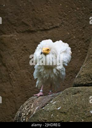 Portrait de vulve de saleté. Coiffure sauvage. Oiseau vautour assis sur un rocher. Oiseau de proie d'Afrique. Photo d'animal de la nature Banque D'Images