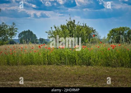 Des coquelicots au bord d'un champ de maïs récolté. Fleurs rouges, arbres et herbe. Chemin de pied entre les champs. Paysage tiré de la nature du Brandebourg Banque D'Images