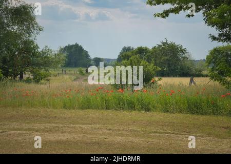 Des coquelicots au bord d'un champ de maïs récolté. Fleurs rouges, arbres et herbe. Chemin de pied entre les champs. Paysage tiré de la nature du Brandebourg Banque D'Images