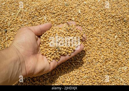 Main de fermier tout en touchant les graines de blé récoltées, la nourriture brute, la crise des prix des produits agricoles Banque D'Images
