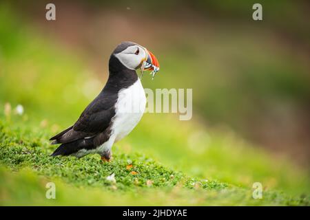 Un Puffin avec du poisson dans son bec sur l'île Saltee en Irlande Banque D'Images