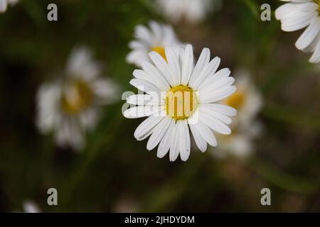 La marguerite commune (Bellis perennis) Banque D'Images