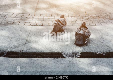 les oiseaux urbains refroidissent dans la fontaine pendant la chaleur estivale. les pigeons sont assis dans l'eau Banque D'Images