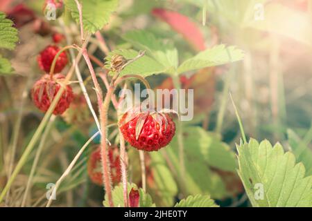 Bush aux baies douces Prairie de fraise (Fragaria viridis) Banque D'Images