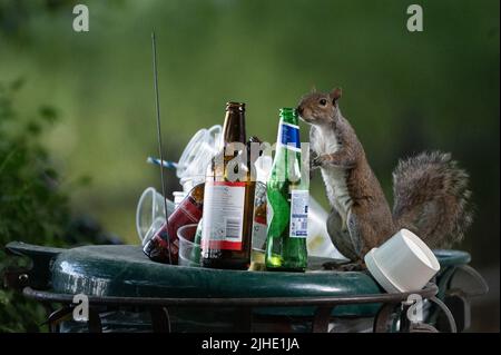 Londres, Royaume-Uni. 18th juillet 2022. Un écureuil renifle une bouteille de bière au-dessus d'une poubelle débordante dans un parc. Credit: Sebastian Gollnow/dpa/Alay Live News Banque D'Images