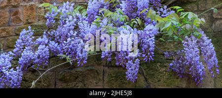 Bannière avec des fleurs de Wisteria bleu partie de la famille des Fabaceae accrochée sur un vieux mur avec de grandes briques. Banque D'Images