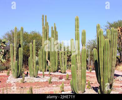 Jardin de cactus et plantes grasses près de célèbre site archéologique de Tula de Allende, l'état de Hidalgo, au Mexique, en Amérique du Nord Banque D'Images