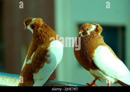 Gros plan image de deux pigeons colorés assis sur le côté opposé. Mise au point sélective Banque D'Images