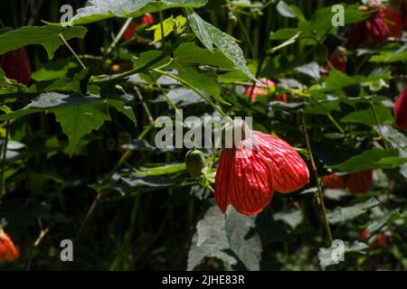 Fleur Abutilon striatum, fleur rouge, plante malvaceae Banque D'Images