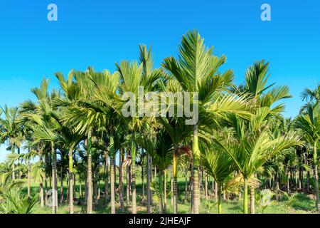 La paume d'areca ou l'arbre de noix d'Areca est connu sous le nom de paume d'areca, paume de betel, paume de betel contre le ciel bleu. Banque D'Images