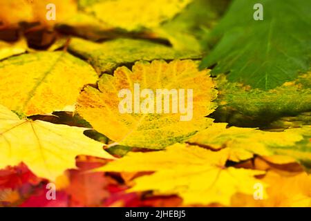 Feuille d'automne jaune gros plan sur des feuilles colorées floues. Mise au point sélective. Feuilles d'automne colorées. Arrière-plan de l'automne. Banque D'Images