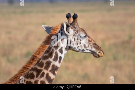 Portrait en gros plan d'une girafe solitaire dans le parc national du Serengeti Tanzanie. Concept de voyage et safari. Banque D'Images
