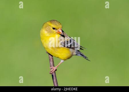 Un finch jaune me pose à mes mangeoires dans ma cour dans le comté rural de Door, Wisconsin. Banque D'Images