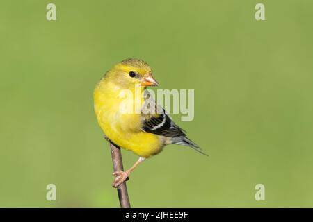 Un finch jaune me pose à mes mangeoires dans ma cour dans le comté rural de Door, Wisconsin. Banque D'Images