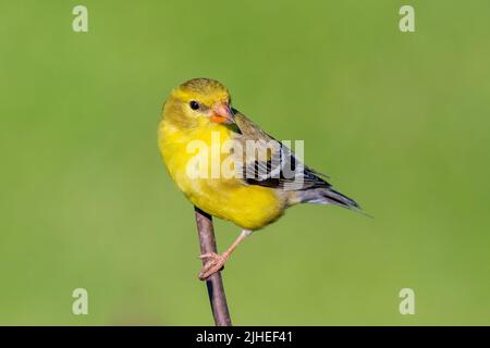 Un finch jaune me pose à mes mangeoires dans ma cour dans le comté rural de Door, Wisconsin. Banque D'Images