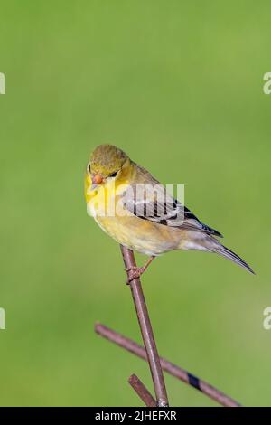 Un finch jaune me pose à mes mangeoires dans ma cour dans le comté rural de Door, Wisconsin. Banque D'Images