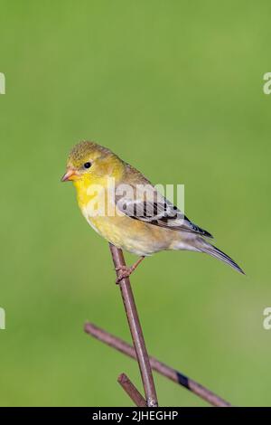 Un finch jaune me pose à mes mangeoires dans ma cour dans le comté rural de Door, Wisconsin. Banque D'Images