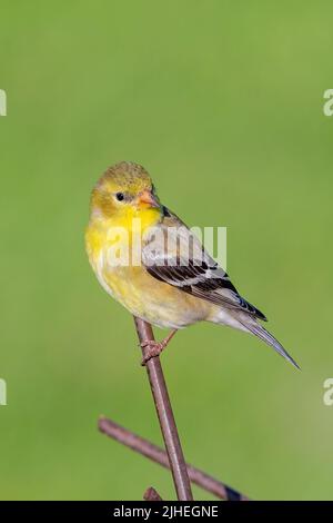 Un finch jaune me pose à mes mangeoires dans ma cour dans le comté rural de Door, Wisconsin. Banque D'Images