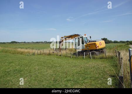 Pelle jaune hollandaise dans un paysage de prairie hollandais avec fossé et arbres au loin. Été, juillet, pays-Bas Banque D'Images