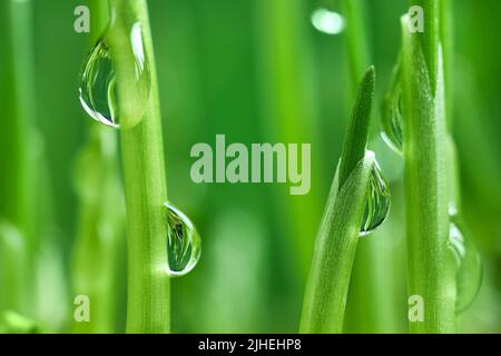 gouttes de rosée sur les jeunes pousses de blé dans une macro de pot de fleurs Banque D'Images