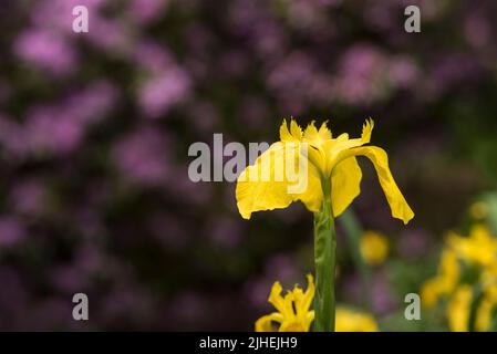 Fleurs: Gros plan de l'iris jaune vif - Iris pseudocorus, AKA drapeau de l'eau, placé contre un rhododendron pourpre dans le fond. Banque D'Images