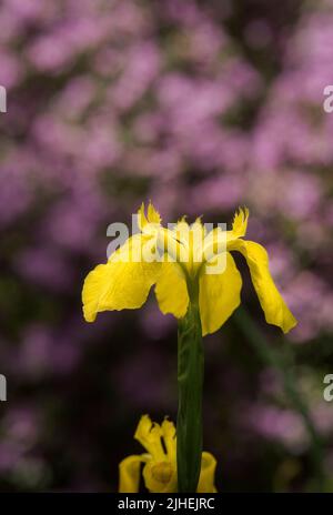 Fleurs: Gros plan de l'iris jaune vif - Iris pseudocorus, AKA drapeau de l'eau, placé contre un rhododendron pourpre dans le fond. Banque D'Images