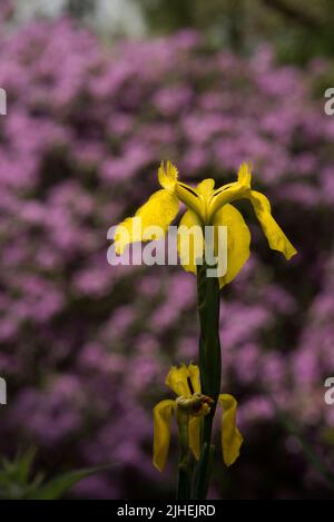 Fleurs: Gros plan de l'iris jaune vif - Iris pseudocorus, AKA drapeau de l'eau, placé contre un rhododendron pourpre dans le fond. Banque D'Images